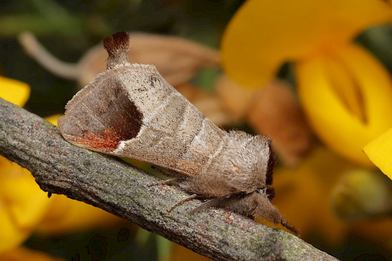 Populus tremula - &copy; Barry Stewart