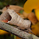 Populus tremula