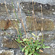 Papaver atlanticum
