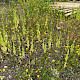 Papaver somniferum