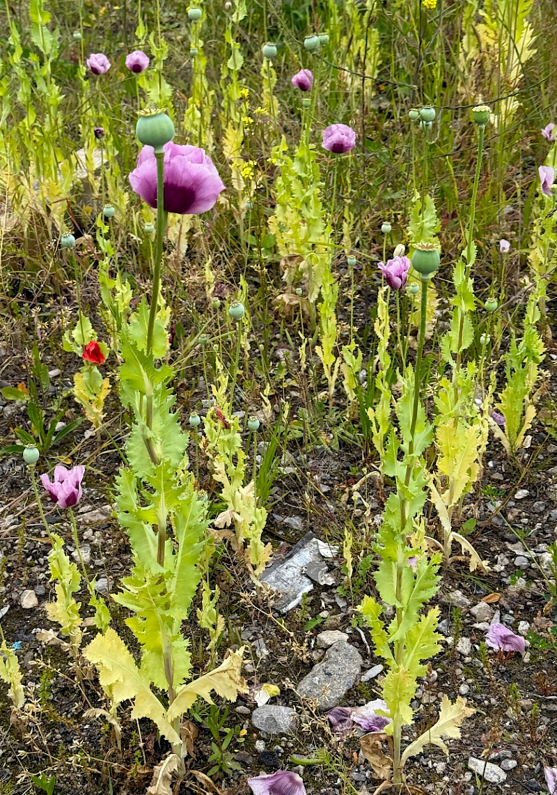 Papaver somniferum - &copy; Charles Hipkin