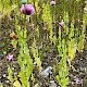 Papaver somniferum