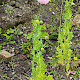 Papaver somniferum