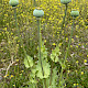 Papaver somniferum