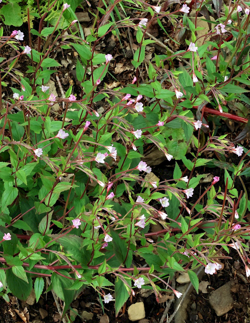 Epilobium montanum - &copy; Charles Hipkin