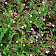 Epilobium montanum