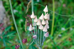 Nectaroscordum siculum Honey Garlic