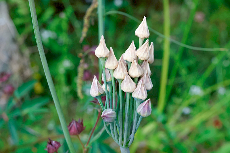 Nectaroscordum siculum - &copy; Barry Stewart
