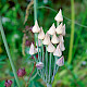 Nectaroscordum siculum