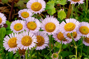Erigeron glaucus Seaside Daisy