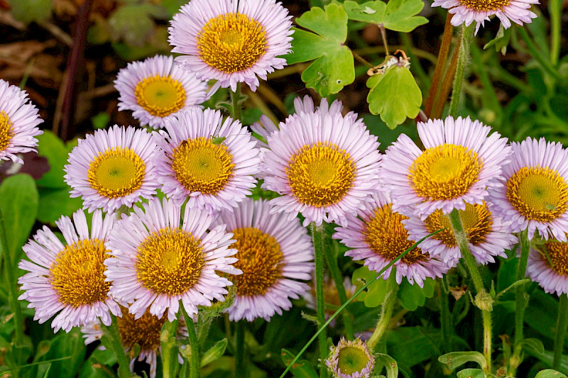 Erigeron glaucus - &copy; Barry Stewart