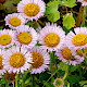 Erigeron glaucus