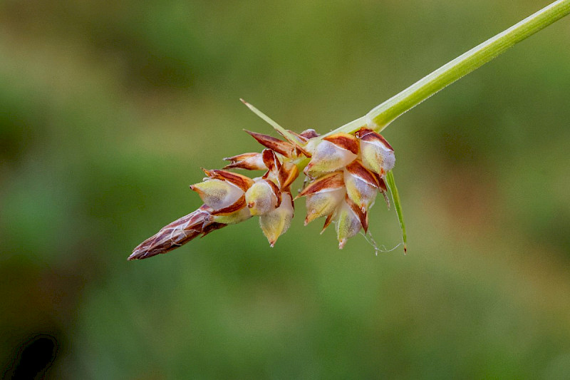 Carex pilulifera - &copy; Barry Stewart