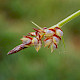 Carex pilulifera