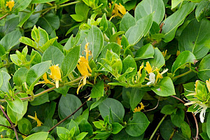 Lonicera japonica Japanese Honeysuckle