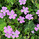 Geranium x oxonianum