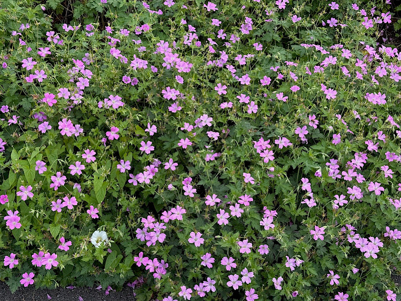 Geranium x oxonianum - &copy; Charles Hipkin