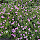 Geranium x oxonianum