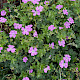 Geranium x oxonianum