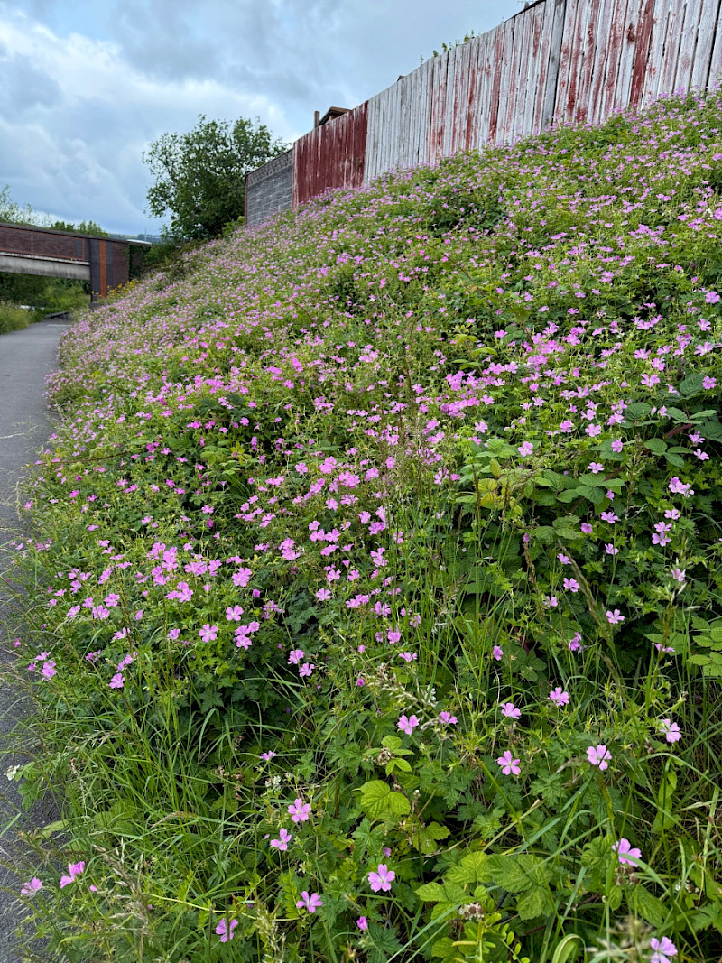 Geranium x oxonianum - &copy; Charles Hipkin