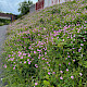 Geranium x oxonianum
