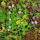 Geranium molle