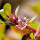 Lythrum portula