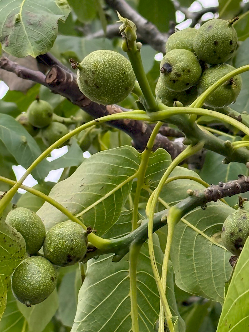 Juglans regia - &copy; Charles Hipkin
