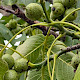 Juglans regia