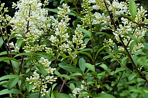 Ligustrum vulgare Wild Privet