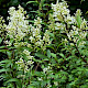 Ligustrum vulgare
