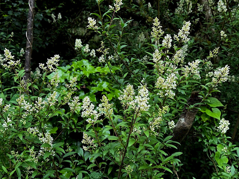 Ligustrum vulgare