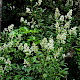 Ligustrum vulgare