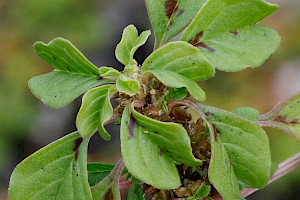 Amaranthus blitoides Prostrate Pigweed