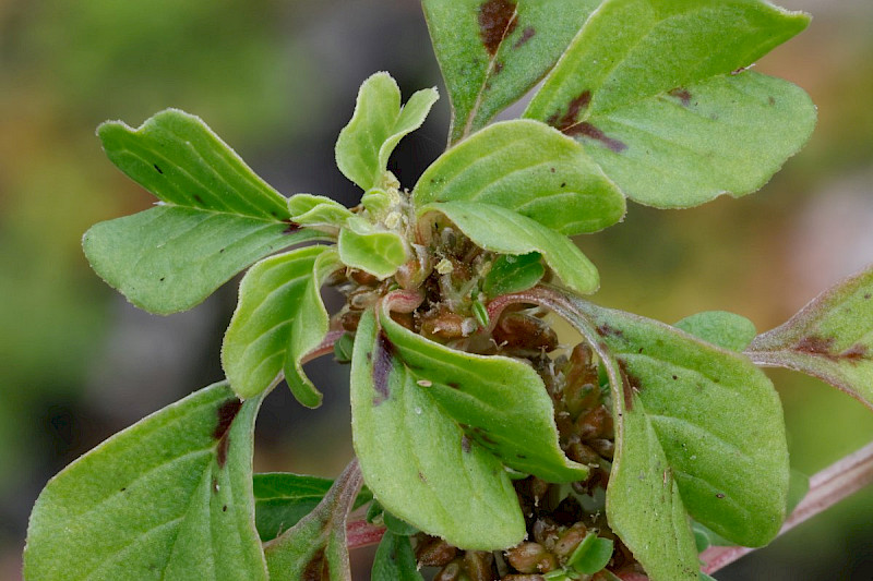 Amaranthus blitoides - &copy; Barry Stewart