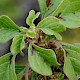 Amaranthus blitoides