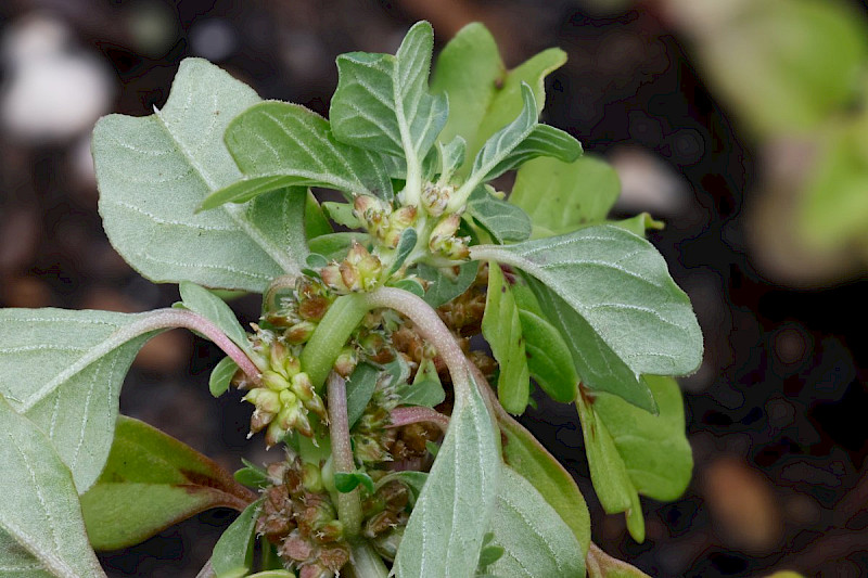 Amaranthus blitoides - &copy; Barry Stewart