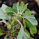 Amaranthus blitoides