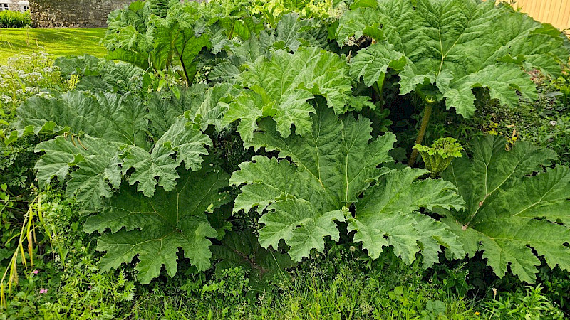 Gunnera tinctoria - &copy; Barry Stewart