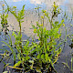 Rorippa palustris