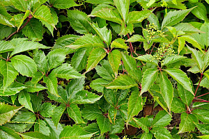 Parthenocissus inserta False Virginia-creeper