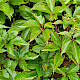 Parthenocissus inserta