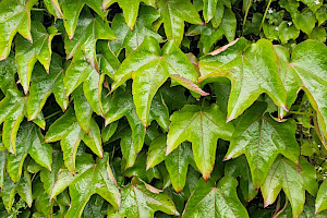 Parthenocissus tricuspidata Boston-ivy