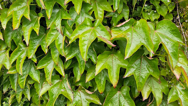 Parthenocissus tricuspidata - &copy; Barry Stewart