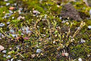 Sagina filicaulis Upright Pearlwort