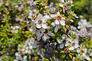 Leptospermum scoparium Broom Tea-tree / Mānuka