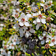 Leptospermum scoparium