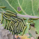 Brassica oleracea var. oleracea