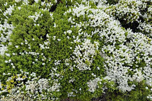 Veronica brachysiphon Hooker's Hebe