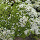 Veronica brachysiphon